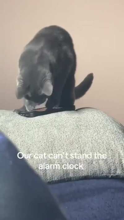Cat Reacts to Phone Alarm