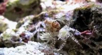 Pom Pom Crab