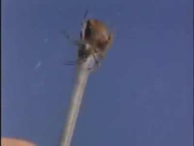 Spiders on Drugs