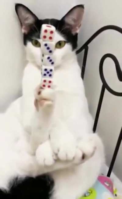 This cat not like the other cats