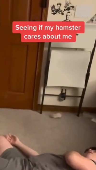 Hamster assassin