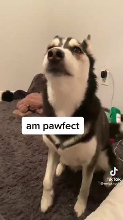 Husky Talking Back