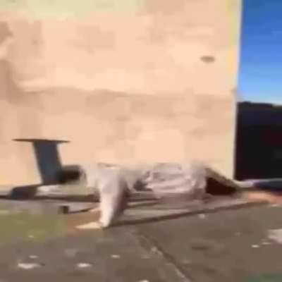 Simpelemnte rodsquare