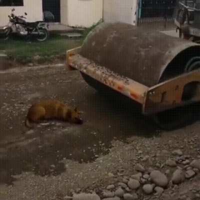 Cute dog