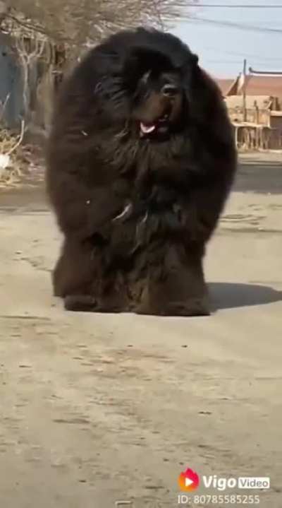This is a Tibetan Mastiff (Dog)