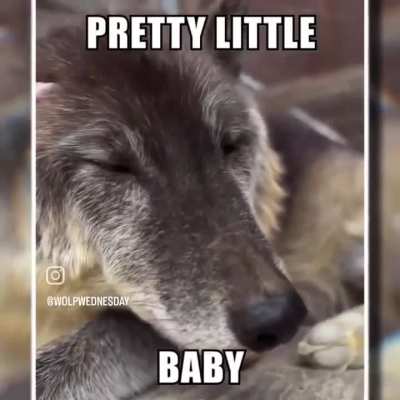 pretty little wunk