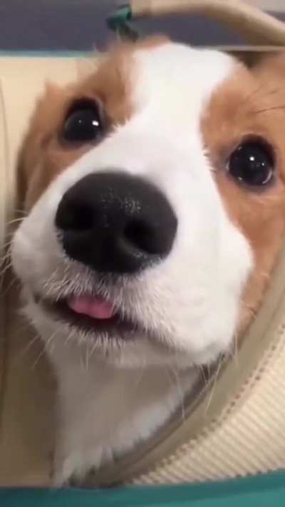 ❤ ❤ ❤ Beautiful dog blop seen on Twitter