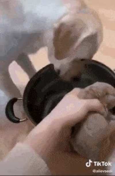 Doggo trying to sacrifice itself for the puppy