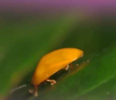 People:&rdquo;I hate bugs.&rdquo; Even him?