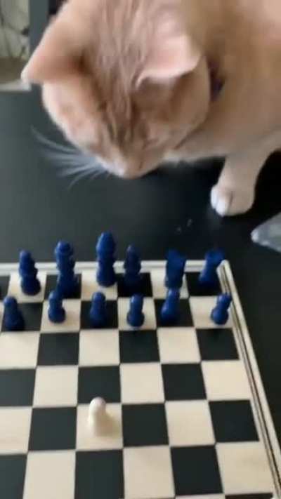 The cat's gambit
