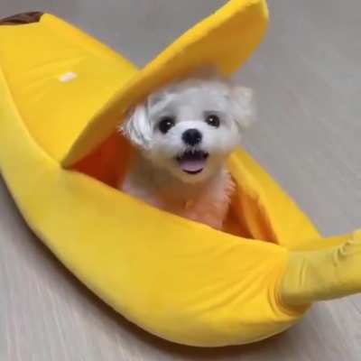 I&rsquo;m convinced some dogs just KNOW they&rsquo;re cute and take full advantage of it lol