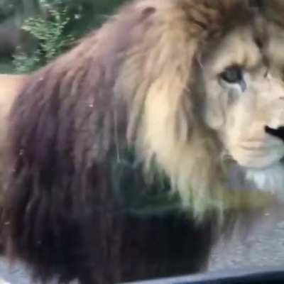 Pride of Lions Walking on Road
