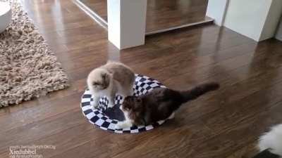 Battle for the entrance to the cat dimension
