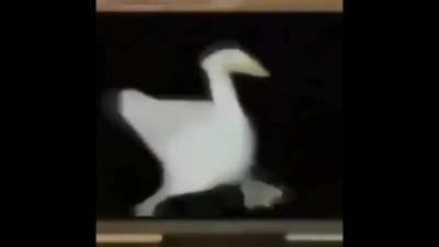Allah Ducc
