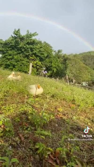 Rainbow ducks