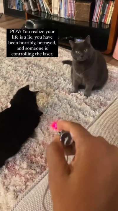 Escape the meowtrix