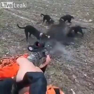 Hunter fails to scout a tree to climb in case of emergency and narrowly avoids being skewered by a charging boar
