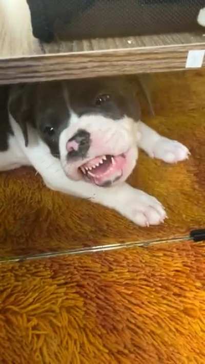 Hank&rsquo;s toy was on the other side of the glass