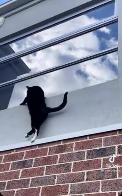 Cat.