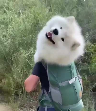 Can You Carry Me?