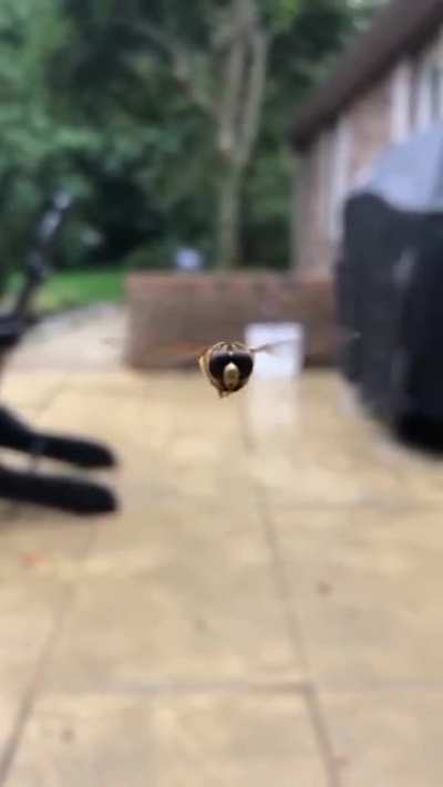 Bee isn't too nice
