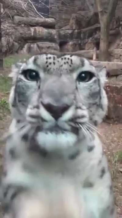 Котик