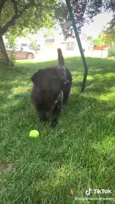 Magic Pupper