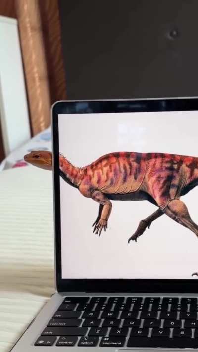 FunnyAnimals