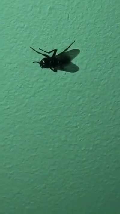 My friend said that she is scared of the fly that keeps flying around her for an hour already