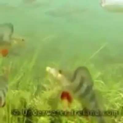 hehe fish go yeet