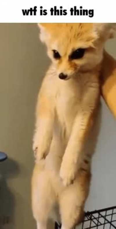 furry_irl