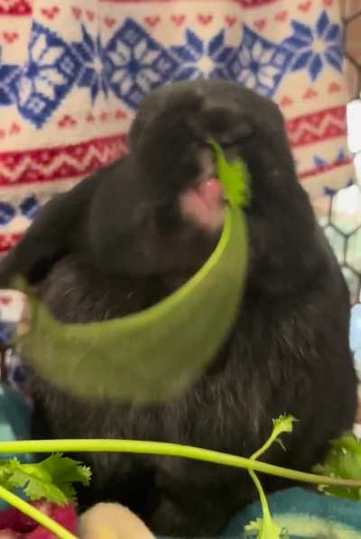 toothless mouf ft. cilantro