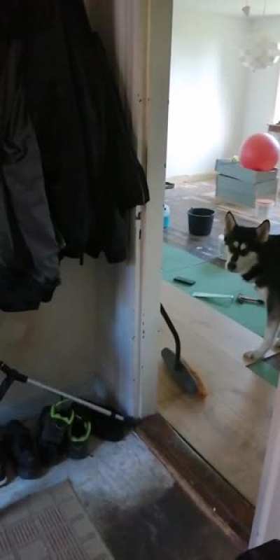 *lightly rattles leash* "walk?.. Walk? Walk? Walk-!"