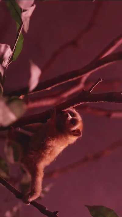 Adorable Endangered Pygmy Slow Loris Born at Bronx Zoo