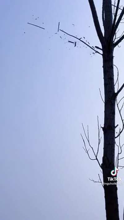 Person with a really good aim destroys the branches of a tree