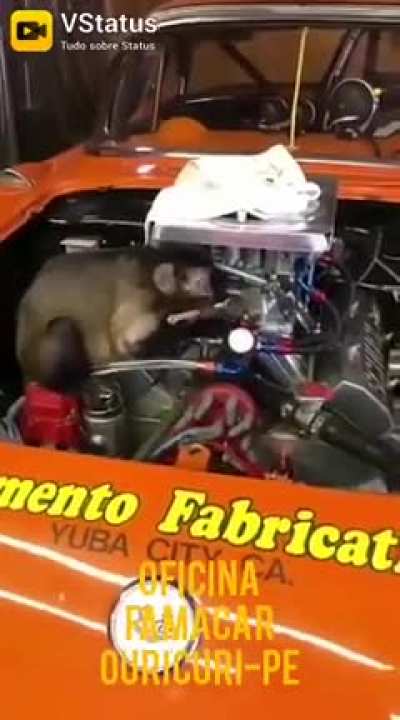 Mecanico a pre&ccedil;o de banana