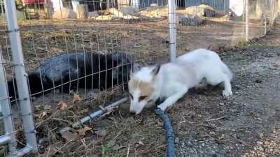Female Fox (the grey one) "flirting" with a Male Fox