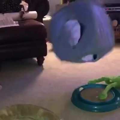my friend&rsquo;s cat, a couple years ago, scared by the ball