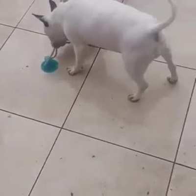 Buy them a toy with a suction cup, they said... is the perfect dog toy, they said