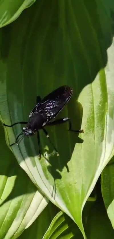 Mydas fly