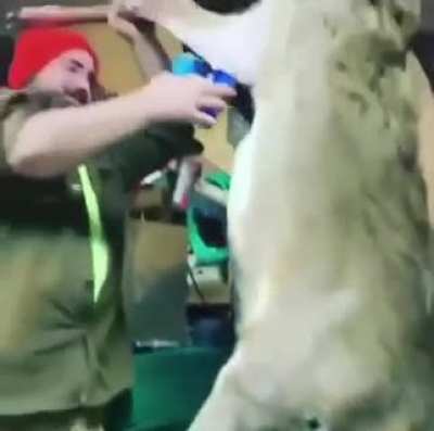 This here's the BUCK CHUG
