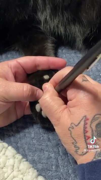 #pawbear