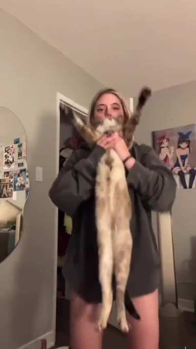 Just a cat
