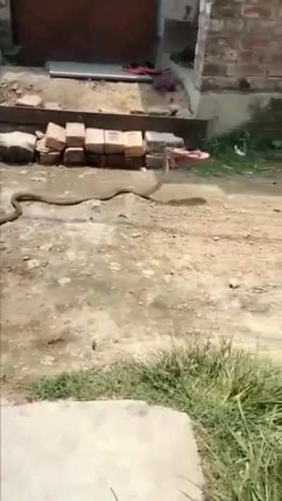 Snake ran away with sleeper.