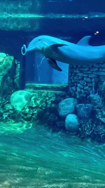 Dolphin showing its water bending skills with bubble rings