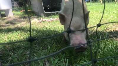 Rescued a couple boys. 🐷🐷 They&rsquo;re warming up to is quickly and we love &lsquo;em. Can anyone help as to the breed?