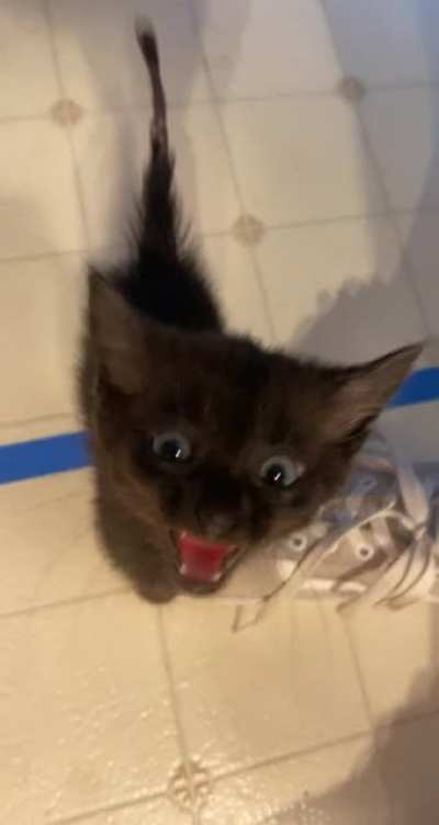 My friends&rsquo; feral rescue kitten. She likes to scream.