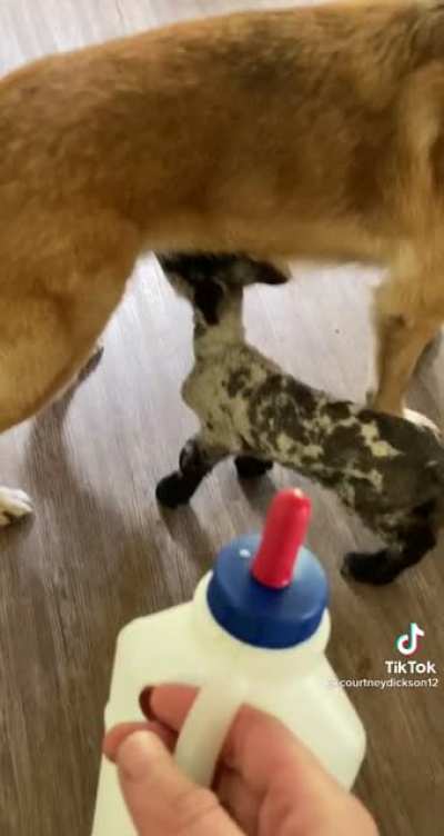 Different type of milk