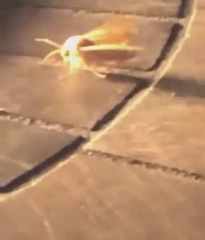 THE FINAL L&Auml;MP
