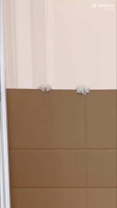 Crazy cat challenge